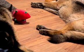 Puppy is Growled at After Dropping Bone and Waking - Animals - VIDEOTIME.COM