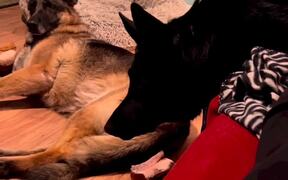 Puppy is Growled at After Dropping Bone and Waking - Animals - VIDEOTIME.COM