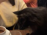 Cat Comes to Couple's Table and Knocks Glass Over