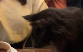Cat Comes to Couple's Table and Knocks Glass Over - Animals - VIDEOTIME.COM