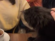 Cat Comes to Couple's Table and Knocks Glass Over