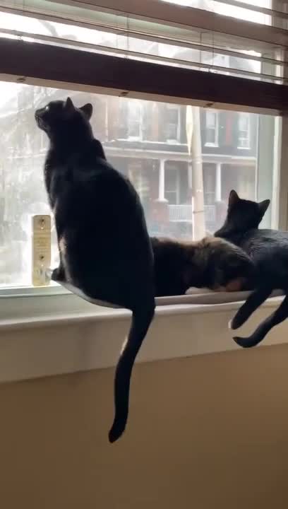 Cat Window Perch Collapses