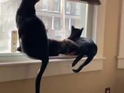 Cat Window Perch Collapses