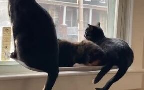 Cat Window Perch Collapses - Animals - VIDEOTIME.COM