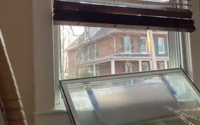 Cat Window Perch Collapses - Animals - VIDEOTIME.COM