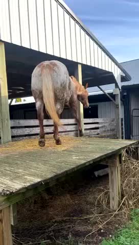 Horse Smoothly Slips Down Ramp