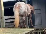 Horse Smoothly Slips Down Ramp