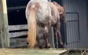 Horse Smoothly Slips Down Ramp - Animals - VIDEOTIME.COM