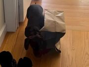 Dog Gets Paper Bag Entangled to Her Collar