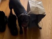 Dog Gets Paper Bag Entangled to Her Collar