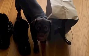 Dog Gets Paper Bag Entangled to Her Collar - Animals - VIDEOTIME.COM