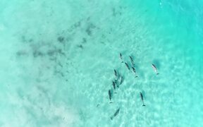 Aerial Footage of Dolphins Playing in Ocean - Animals - VIDEOTIME.COM