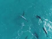 Aerial Footage of Dolphins Playing in Ocean