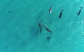 Aerial Footage of Dolphins Playing in Ocean - Animals - VIDEOTIME.COM