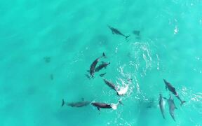 Aerial Footage of Dolphins Playing in Ocean