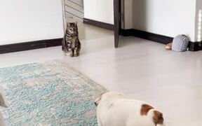 Bulldog Sneaks Up on Cat and Chases Them Away