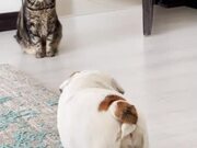 Bulldog Sneaks Up on Cat and Chases Them Away