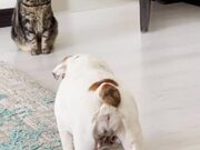 Bulldog Sneaks Up on Cat and Chases Them Away - Animals - Y8.COM