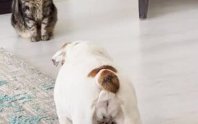 Bulldog Sneaks Up on Cat and Chases Them Away - Animals - VIDEOTIME.COM