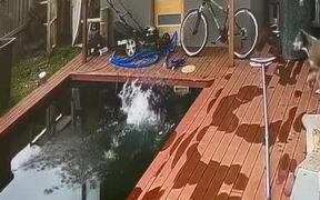 Cat Lands Into Swimming Pool While Catching Bird - Animals - VIDEOTIME.COM