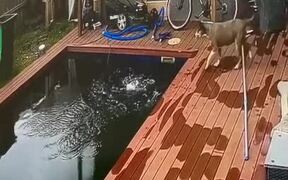 Cat Lands Into Swimming Pool While Catching Bird