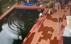 Cat Lands Into Swimming Pool While Catching Bird - Animals - VIDEOTIME.COM