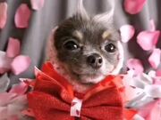 Chihuahua Sports Adorable Hairstyles