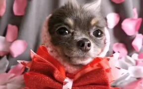 Chihuahua Sports Adorable Hairstyles - Animals - VIDEOTIME.COM
