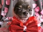 Chihuahua Sports Adorable Hairstyles