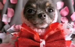 Chihuahua Sports Adorable Hairstyles - Animals - VIDEOTIME.COM