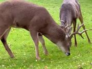 Person Catches Deers Locking Horns