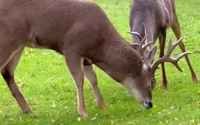 Person Catches Deers Locking Horns - Animals - VIDEOTIME.COM
