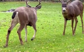 Person Catches Deers Locking Horns - Animals - VIDEOTIME.COM