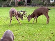 Person Catches Deers Locking Horns