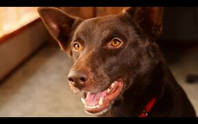Koko: A Red Dog Story Official Trailer - Movie trailer - VIDEOTIME.COM