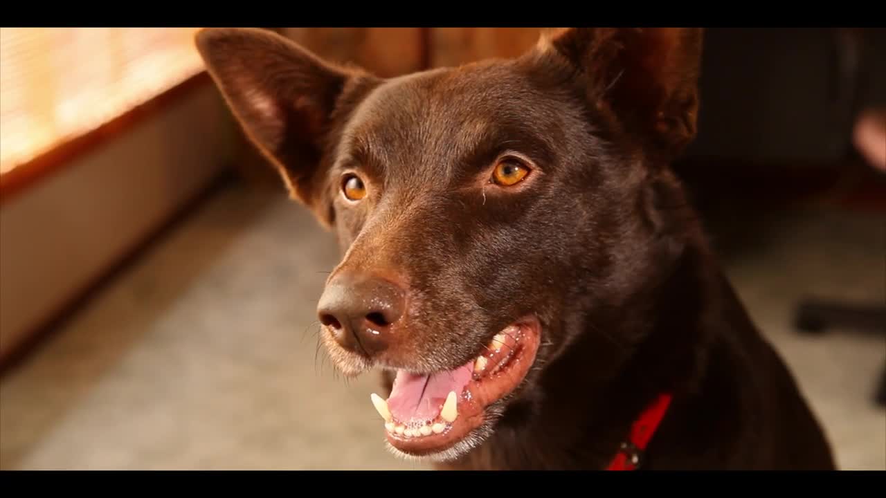Koko: A Red Dog Story Official Trailer