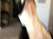 Doggo Is Overwhelmed With Excitement