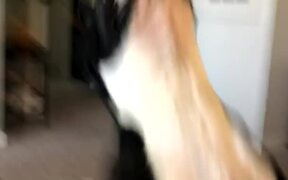 Doggo Is Overwhelmed With Excitement - Animals - Videotime.com