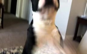 Doggo Is Overwhelmed With Excitement - Animals - VIDEOTIME.COM