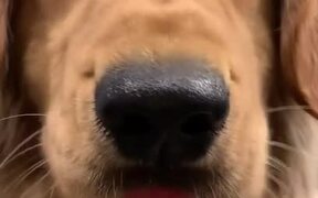 Dog Tries to Sneak Snacks at Midnight - Animals - VIDEOTIME.COM