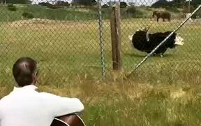 Ostrich Dances as Guy Plays Guitar to Him