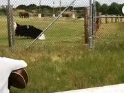 Ostrich Dances as Guy Plays Guitar to Him