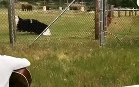 Ostrich Dances as Guy Plays Guitar to Him - Animals - VIDEOTIME.COM