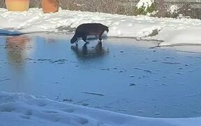 Cat Freaks Out After Slipping On Ice Covered Yard - Animals - VIDEOTIME.COM