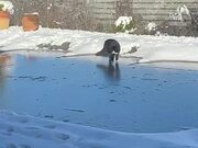 Cat Freaks Out After Slipping On Ice Covered Yard
