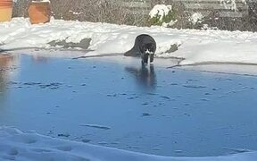 Cat Freaks Out After Slipping On Ice Covered Yard