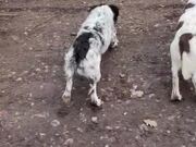 Excited English Springers Rush Back Together