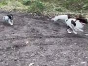 Excited English Springers Rush Back Together