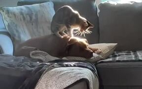 Cat Climbs on Dog's Back and Massages Them