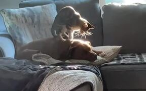 Cat Climbs on Dog's Back and Massages Them - Animals - VIDEOTIME.COM